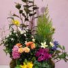 coupe plante roses couleurs mousse