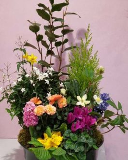 coupe plante roses couleurs mousse