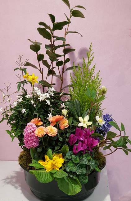 coupe plante roses couleurs mousse