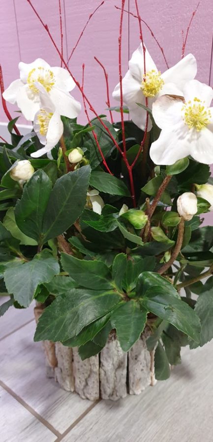Rose de Noël avec son cache pot – Image 2