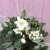 Rose de Noël avec son cache pot – Image 3