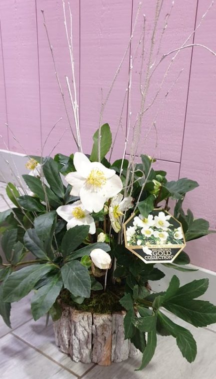 Rose de Noël avec son cache pot – Image 3