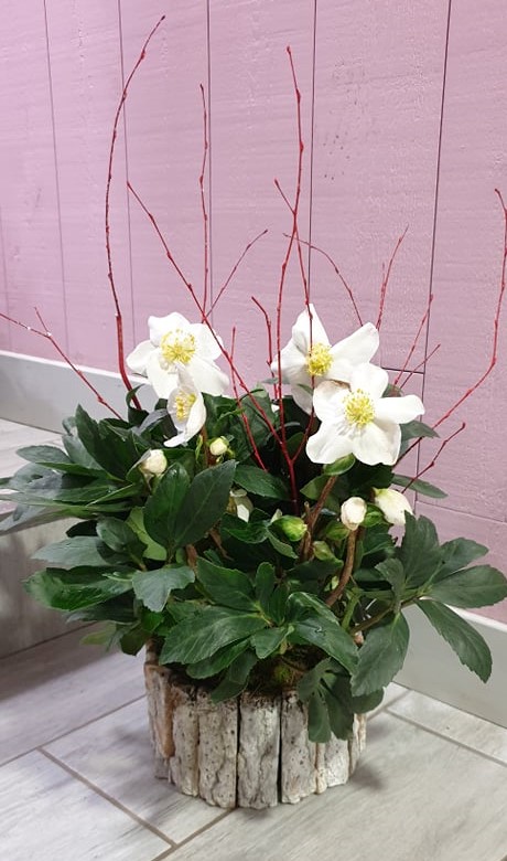 Rose de Noël avec son cache pot - Au cœur d'une fleur à Loudun