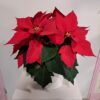 Poinsettia rouge – Image 2
