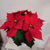 Poinsettia rouge