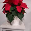 Poinsettia rouge – Image 3