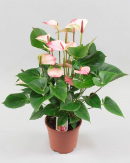 Anthurium en pot