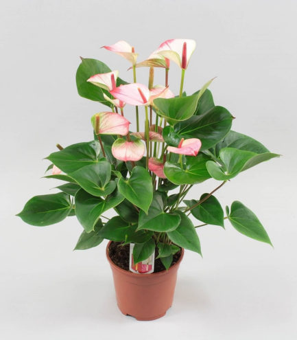 Anthurium en pot