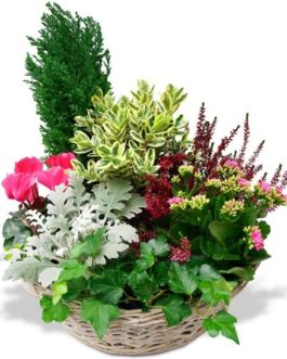 Composition de plantes Prestige