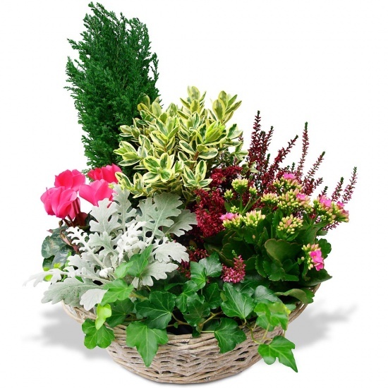 Composition de plantes Prestige