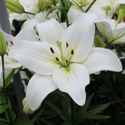 Composition Fleur de coton – Image 2