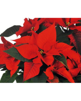 Poinsettia rouge