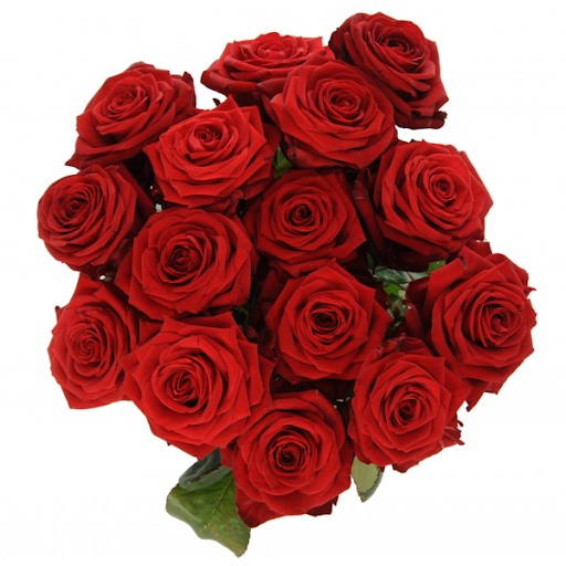 Rose rouge à l'unité - Au cœur d'une fleur à Loudun