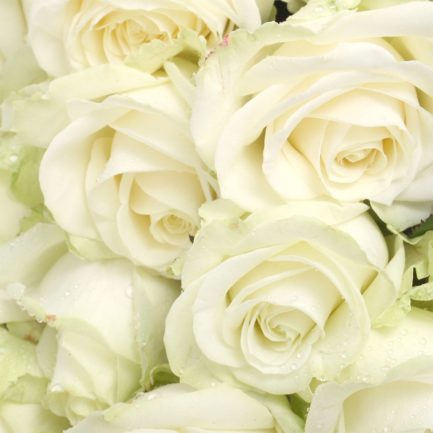 Composition Fleur de coton – Image 3