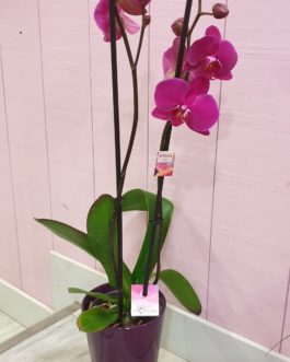 Orchidée avec son cache pot