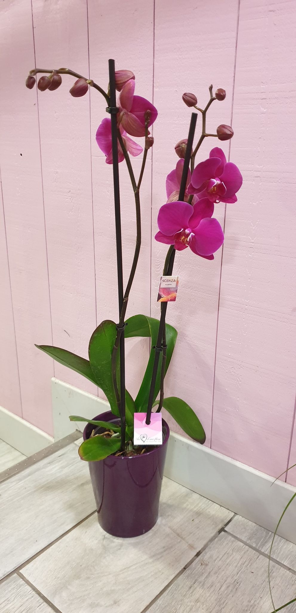 Orchidée avec son cache pot - Au cœur d'une fleur à Loudun