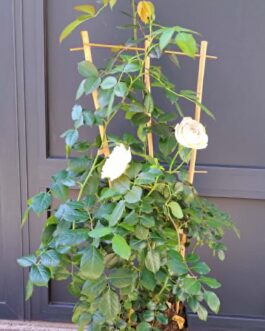 Rosier Pierre de Ronsard en pot