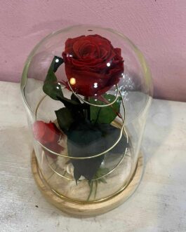 Cloche de rose éternelle Amour