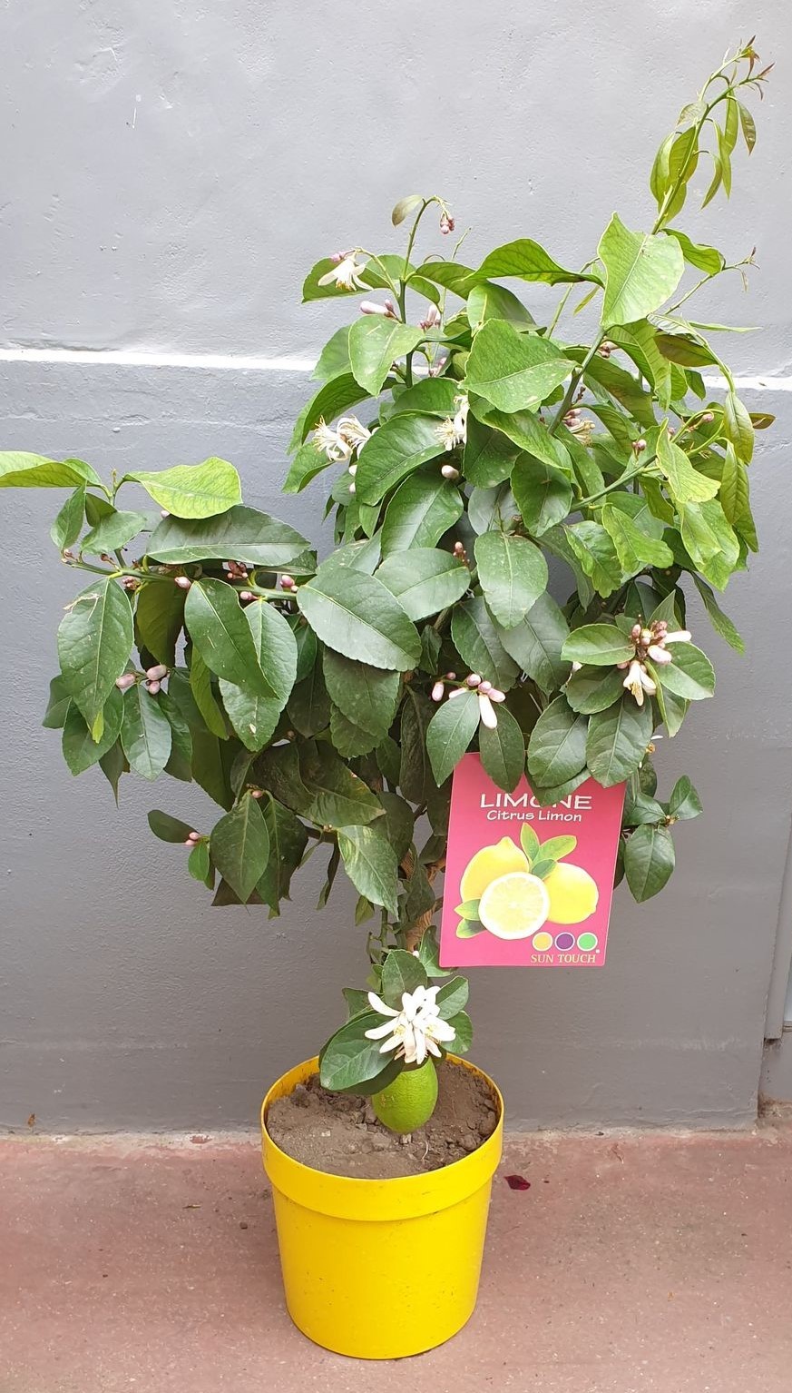 Citronnier en pot - Au cœur d'une fleur à Loudun