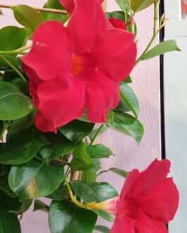 Dipladenia avec son cache pot zinc