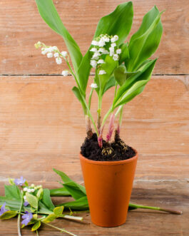 Pot de muguet