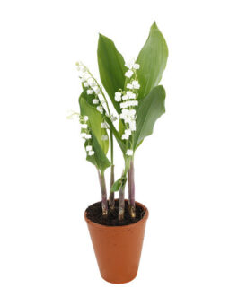 Pot de muguet