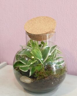 Terrarium naturel boule