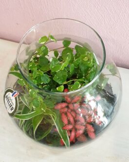 Terrarium naturel