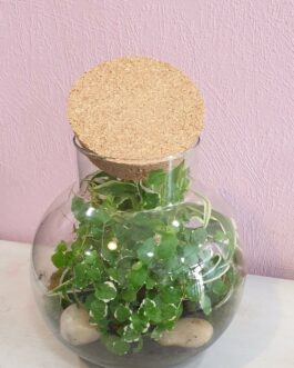 Terrarium naturel boule