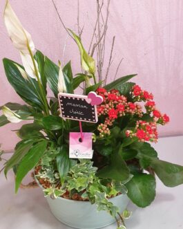 Composition de plantes maman chérie