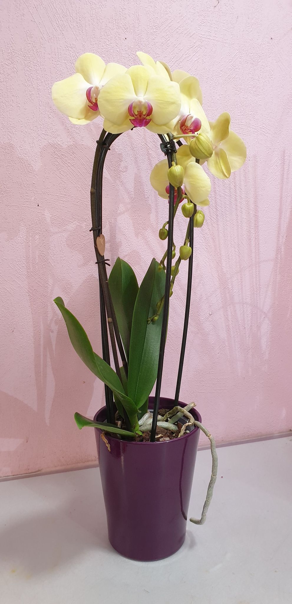 Orchidée arceau avec son cache pot