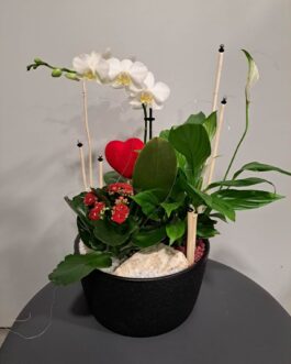 Composition de plantes Eternel Amour