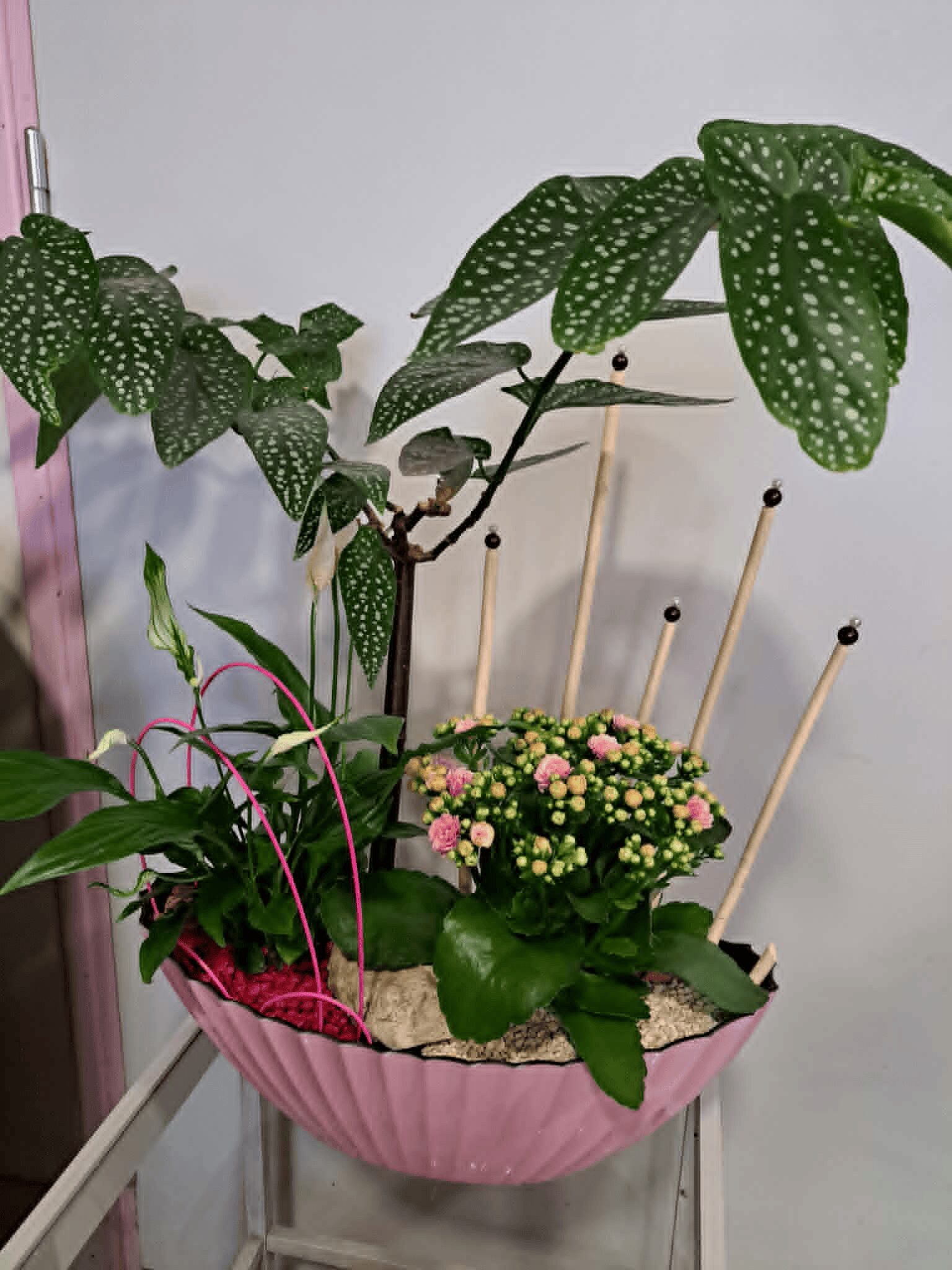 Composition de plantes ''Eternelle douceur'' – Image 3