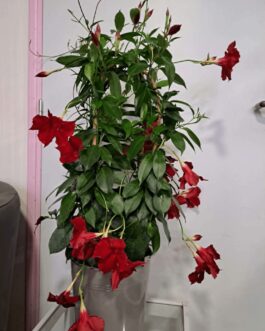 Dipladenia avec son cache zinc