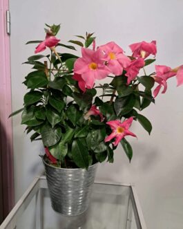 Dipladenia avec son cache pot zinc