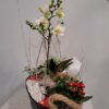 Composition de plantes Noël Festif
