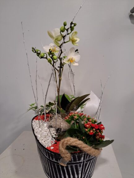 Composition de plantes Noël Festif