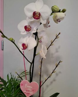 Composition Amour & Douceur