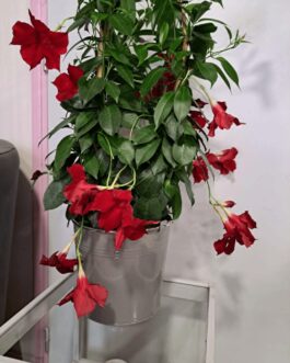 Dipladenia avec son cache zinc
