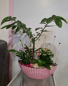 Composition de plantes  »Eternelle douceur »