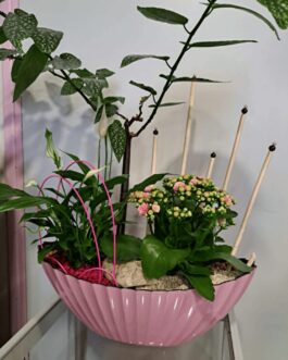 Composition de plantes  »Eternelle douceur »