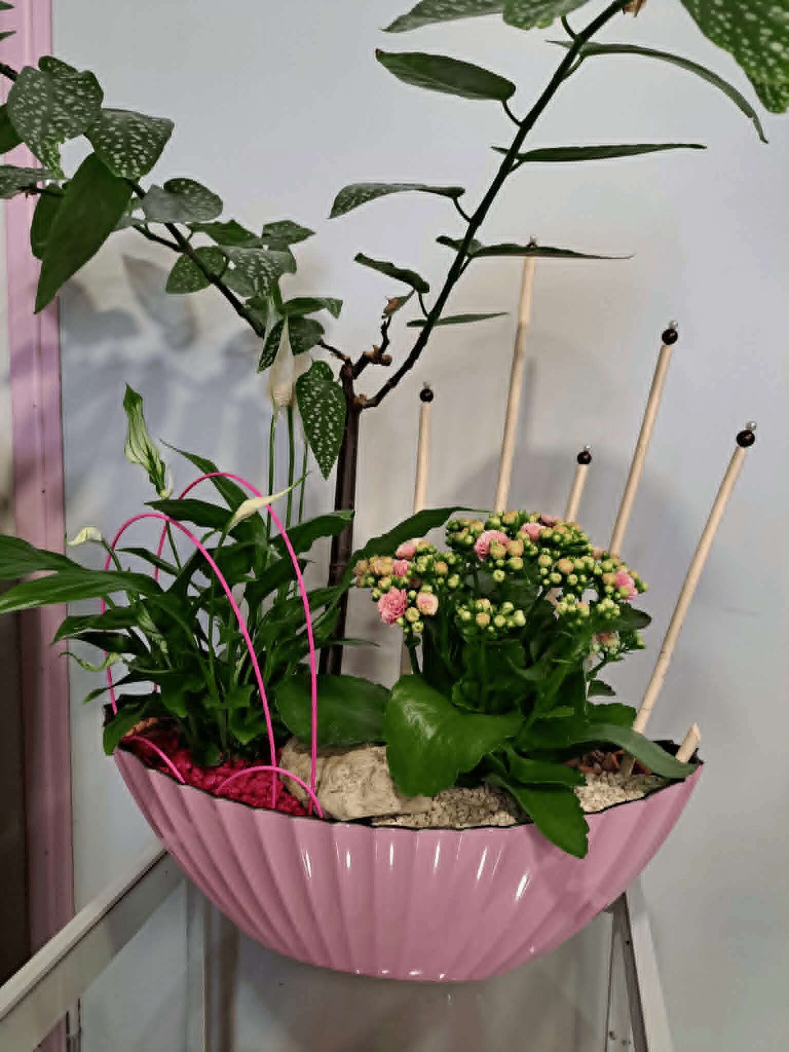 Composition de plantes ''Eternelle douceur'' – Image 2