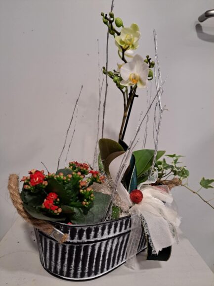 Composition de plantes Noël Festif – Image 3