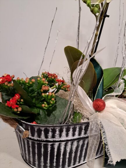 Composition de plantes Noël Festif – Image 4