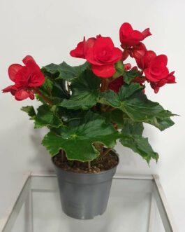 Bégonia en pot