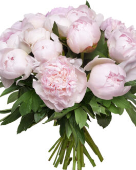 Bouquet de pivoines roses