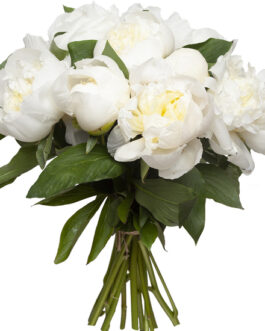 Bouquet de pivoines blanches