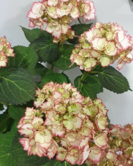 Hortensia en pot