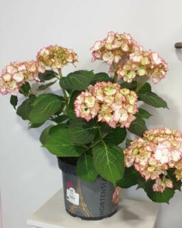 Hortensia en pot