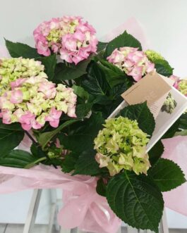 Hortensia en pot